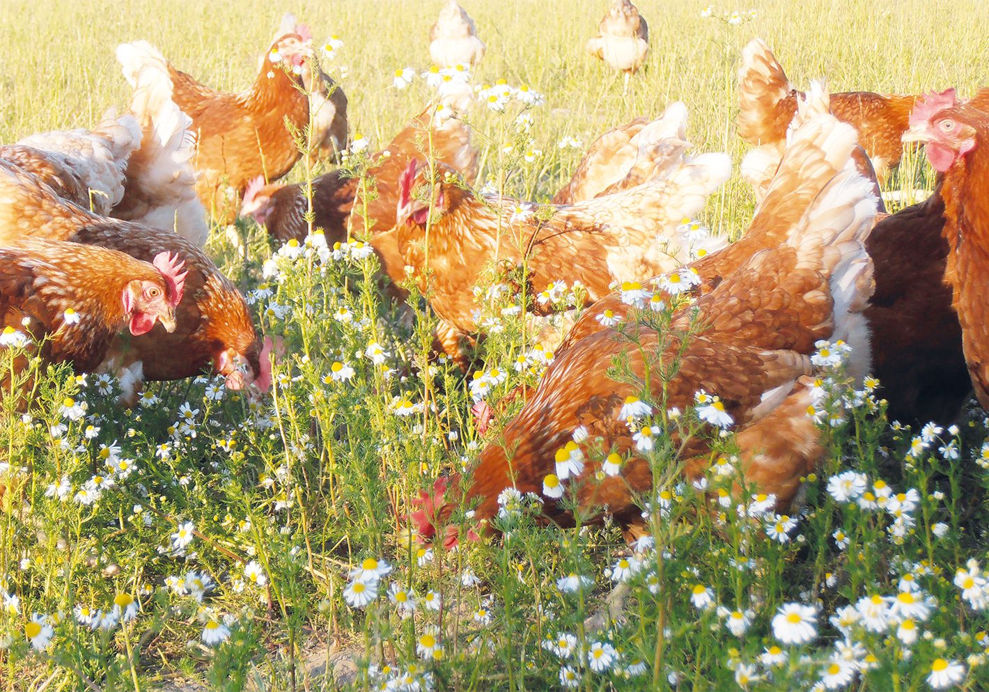 EDEKA Hetzel Lieferant Wittenseer Eier_8