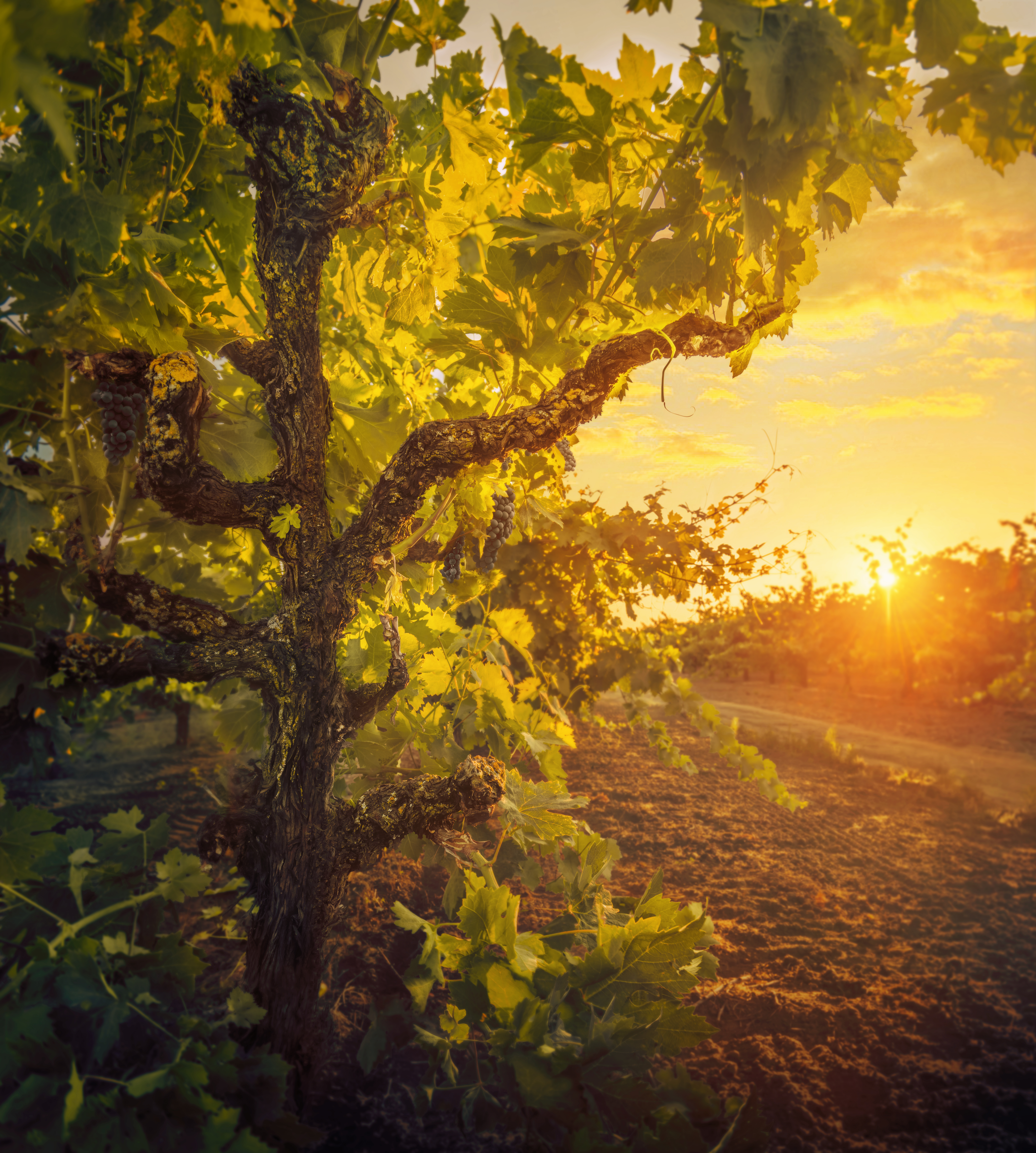 E Hetzel Lieferant GnarlyHead_Vineyard12