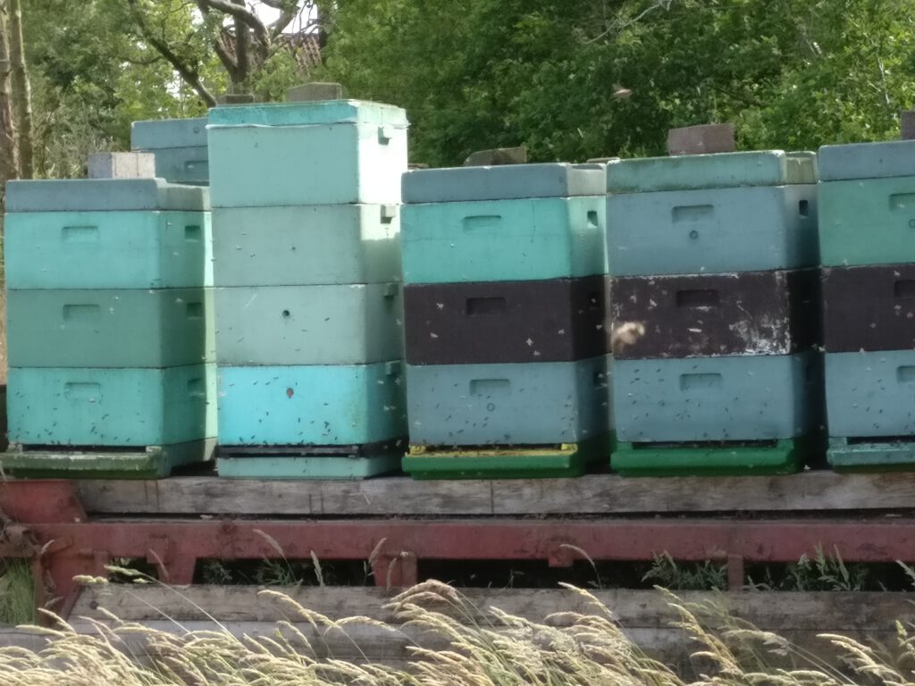 E Hetzel Lieferant Haithabu Honig (1)