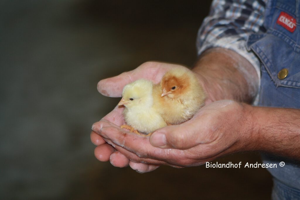 E Hetzel Lieferant Hof Andersen Eintagsküken