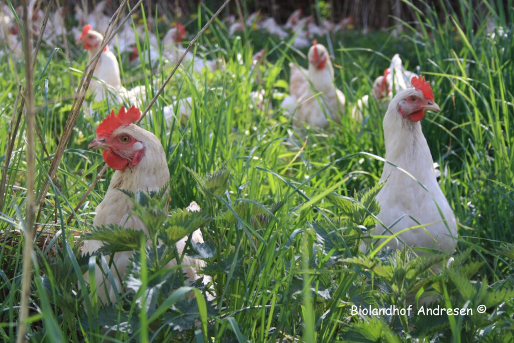 E Hetzel Lieferant Hof Andersen ImFrühling