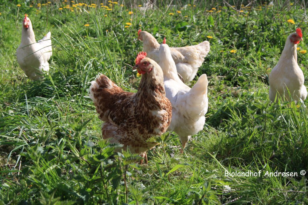 E Hetzel Lieferant Hof Andersen ImSommer