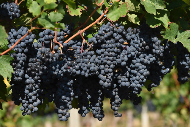 E Hetzel Lieferant Picon Winzerei (3)