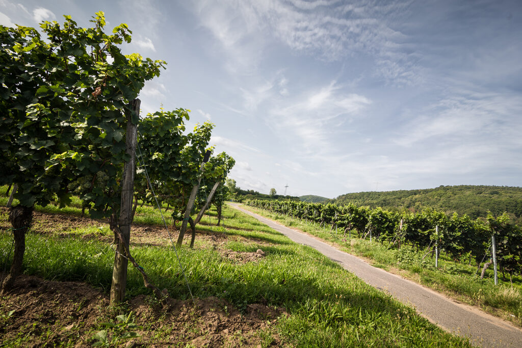 E Hetzel Ruppertsberger Weinkeller (3)