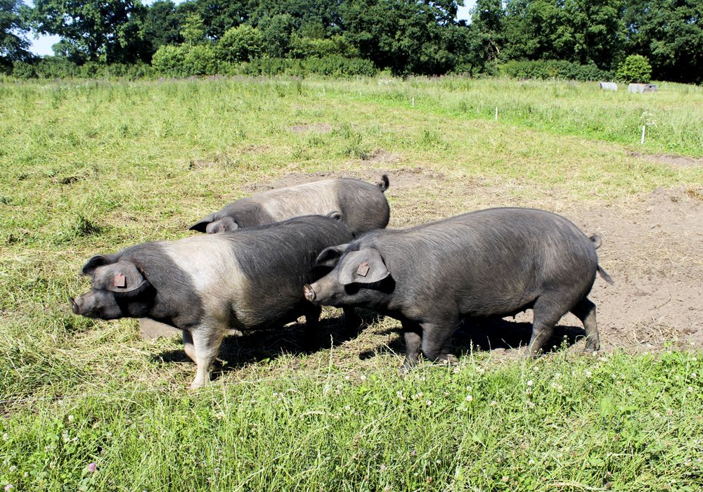 EDEKA Hetzel Lieferant Hof Andersen_1
