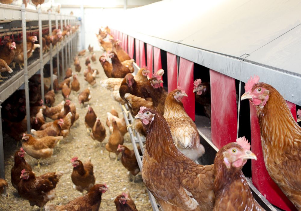 EDEKA Hetzel Lieferant Hof Andersen_3