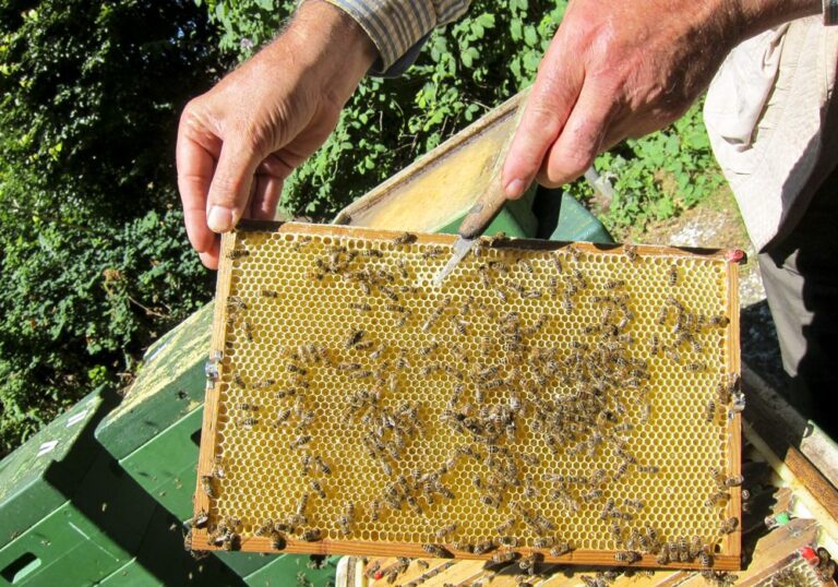 EDEKA Hetzel Lieferant Honig von Harald Jazdzejewski_1