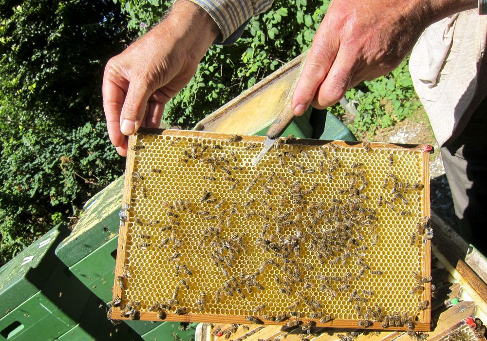 EDEKA Hetzel Lieferant Honig von Harald Jazdzejewski_1