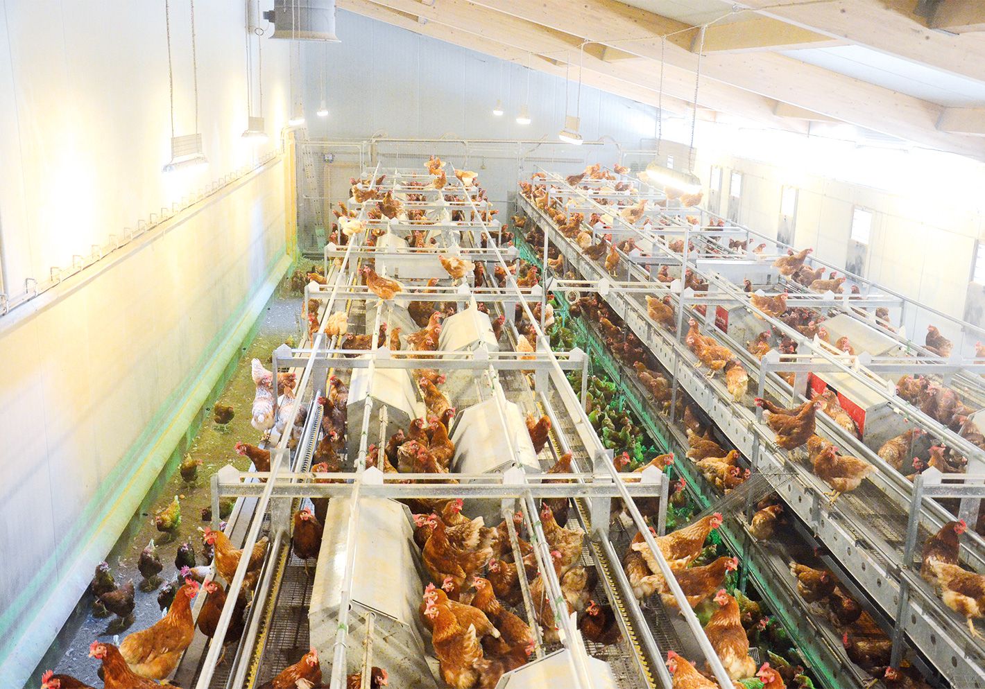 EDEKA Hetzel Lieferant Wittenseer Eier_5