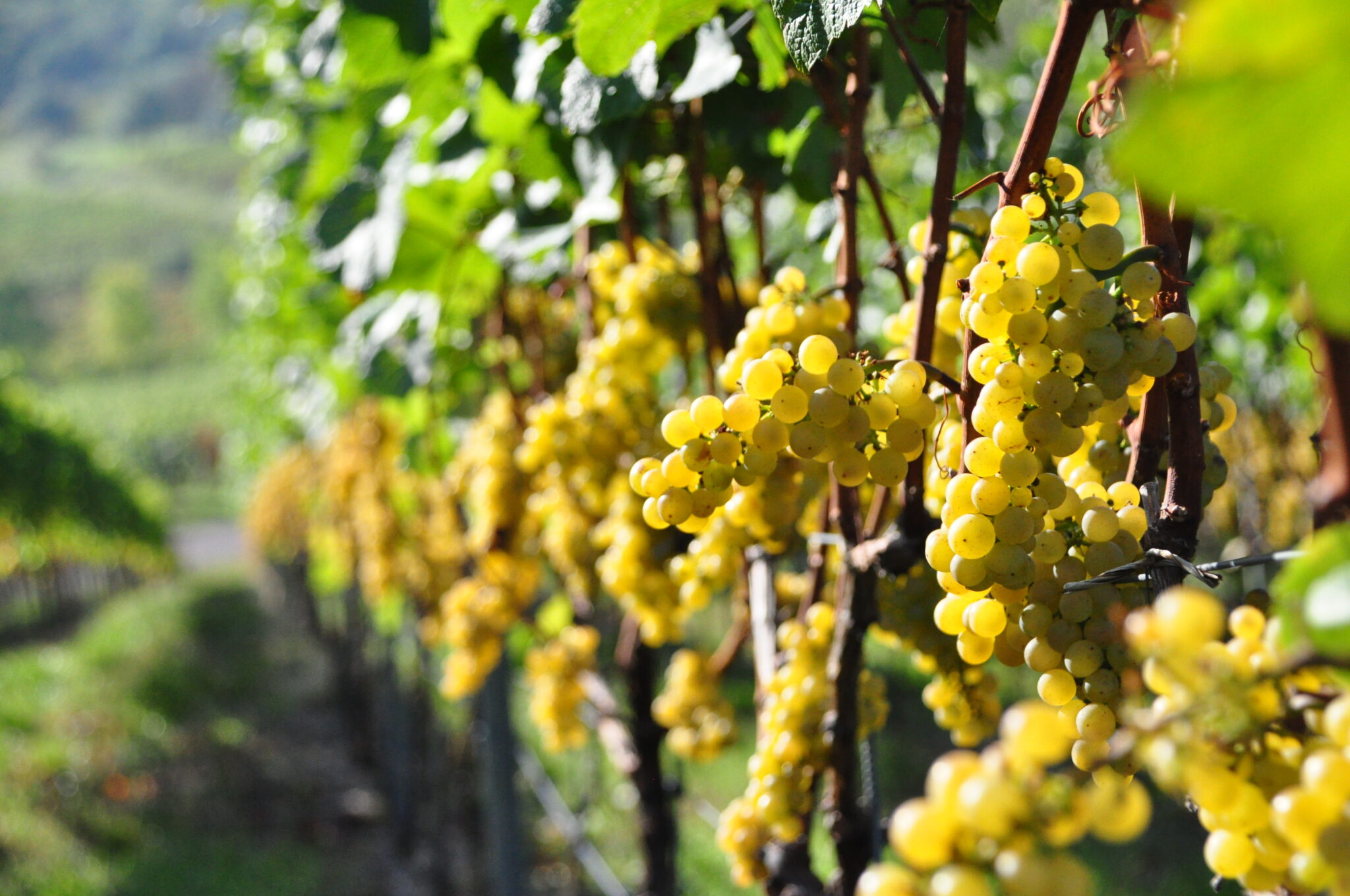 E Hetzel Lieferant Cleebronn Güglingen_Rieslingtrauben_1