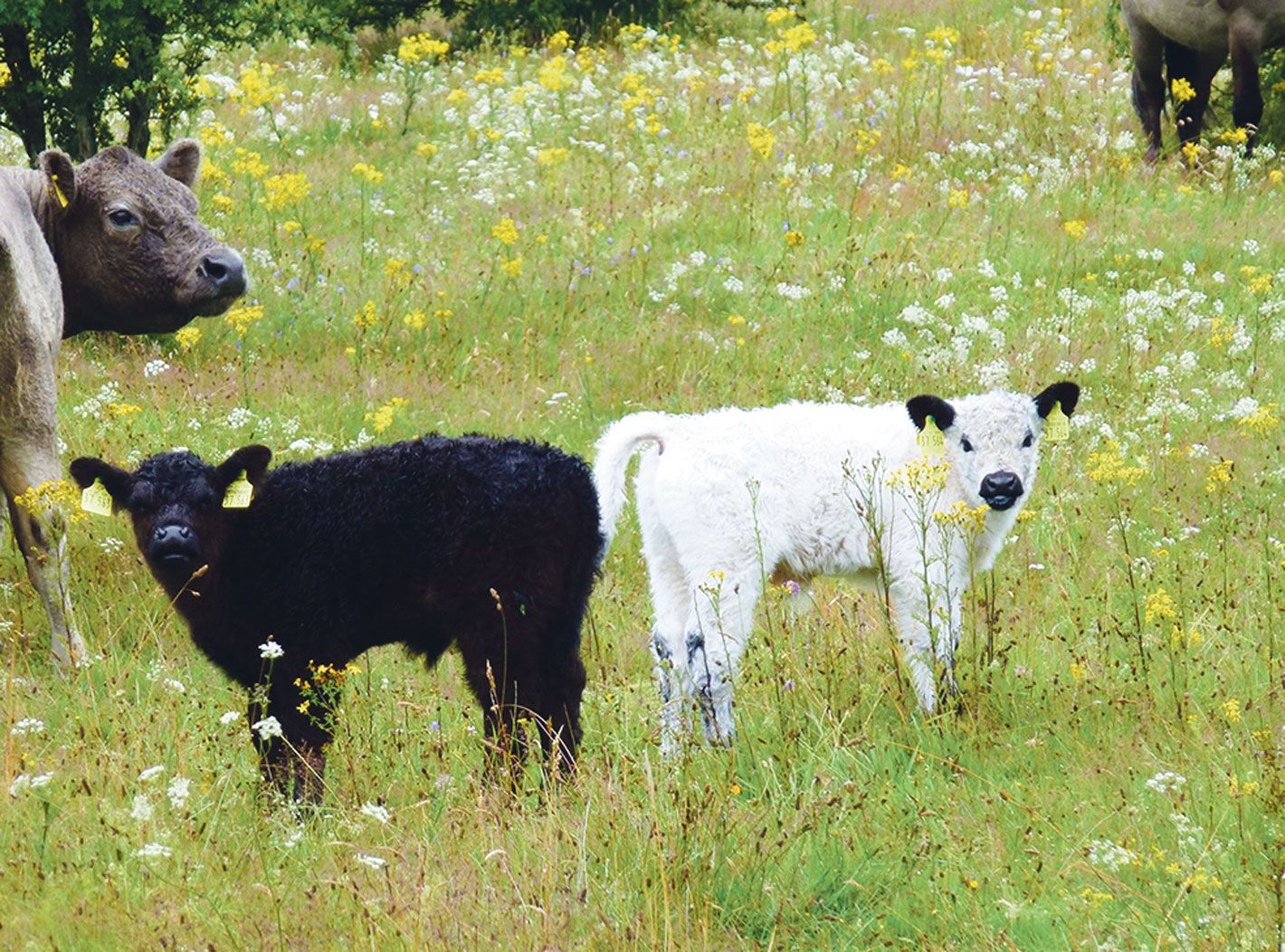 EDEKA Hetzel Lieferant Bunde Wischen_2