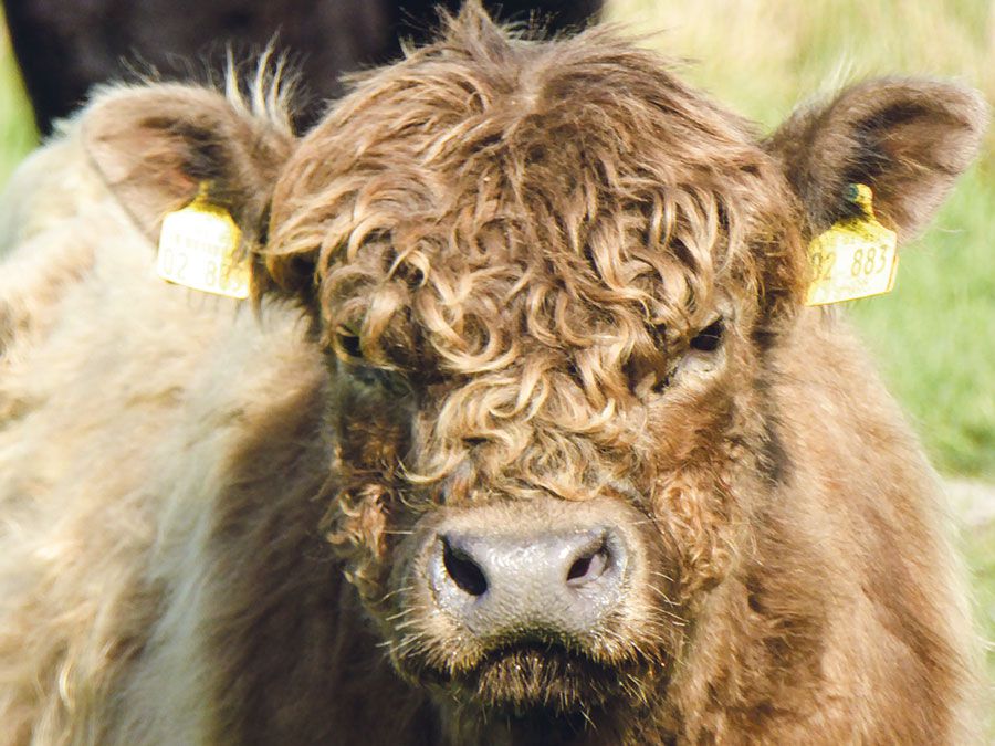 EDEKA Hetzel Lieferant Bunde Wischen_1