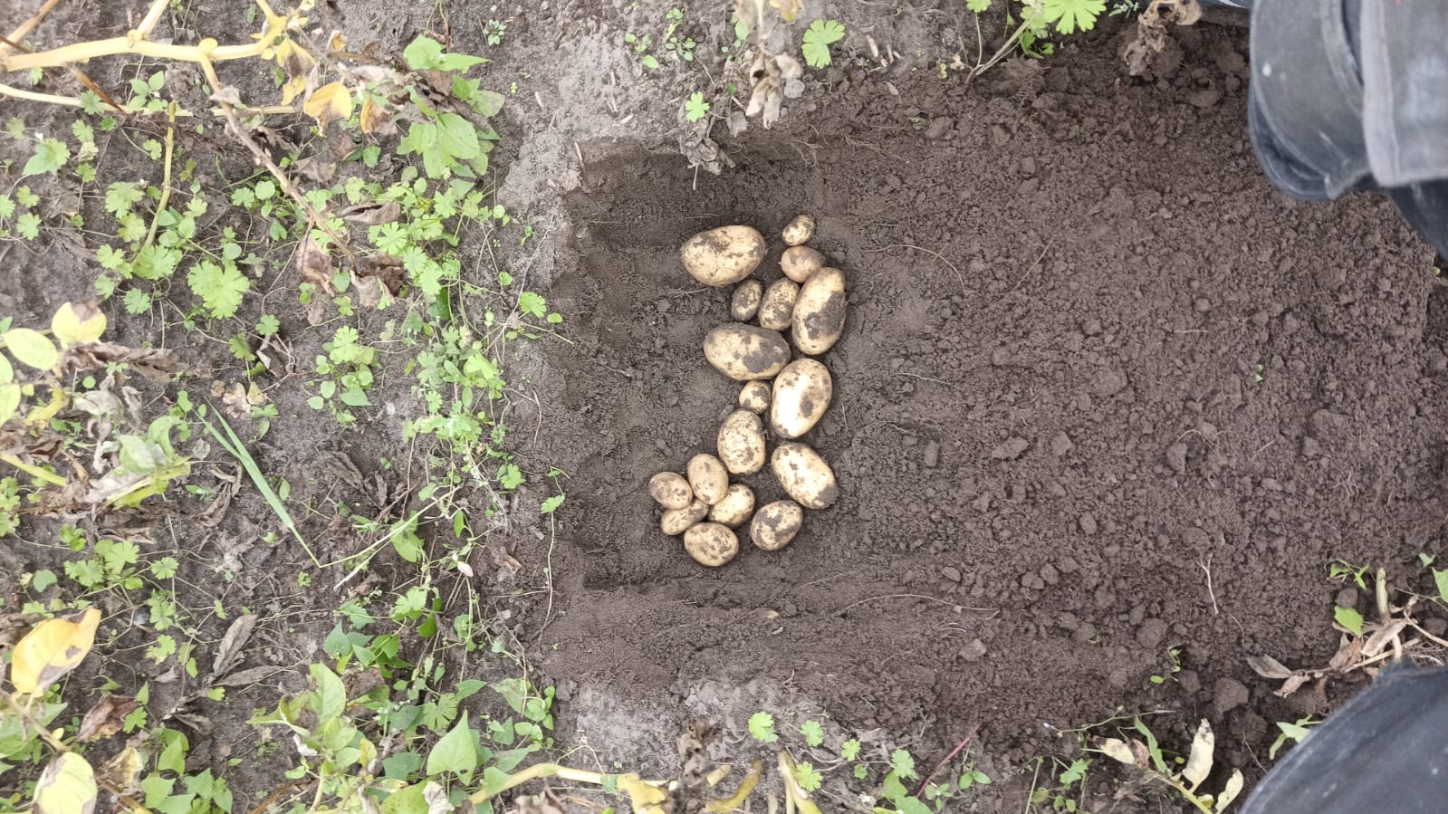 E Hetzel Lieferant Biolandhof Andresen Kartoffeln (1)