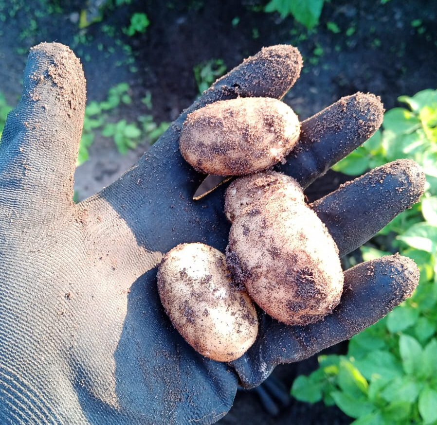 E Hetzel Lieferant Biolandhof Andresen Kartoffeln (2)