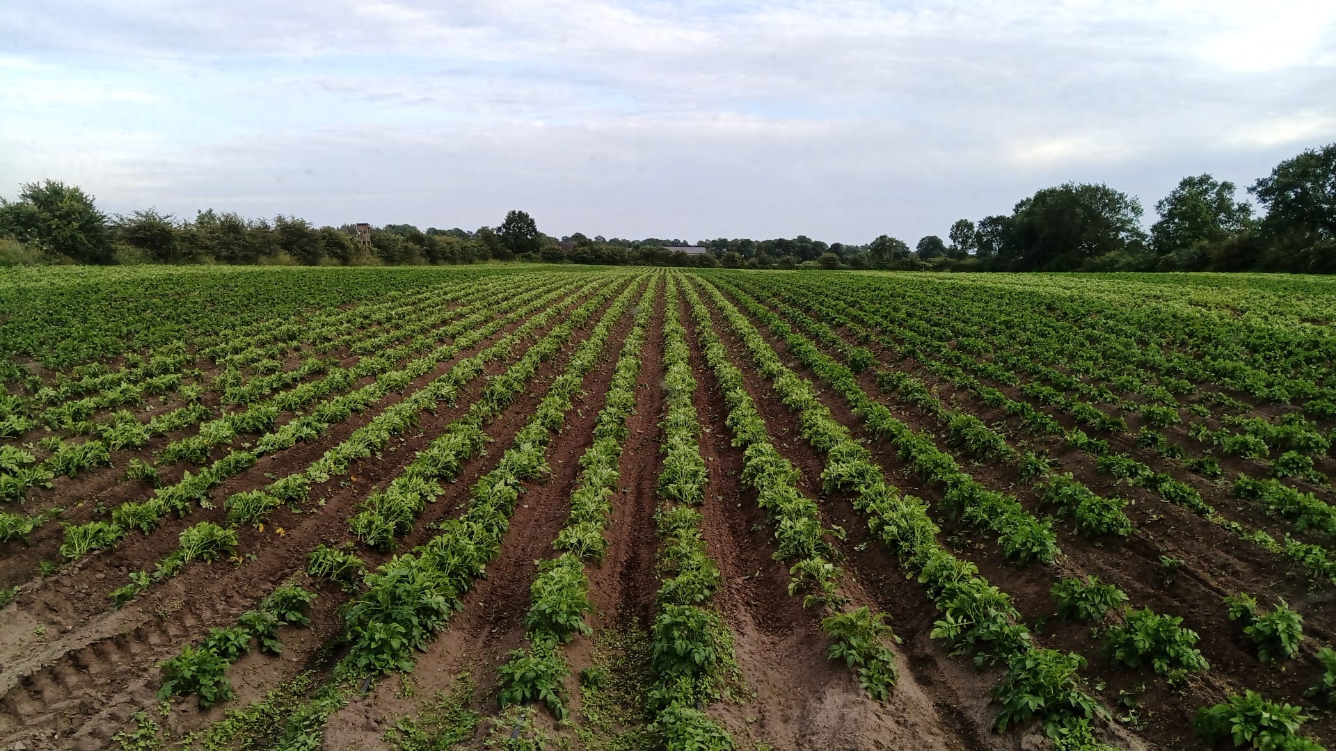 E Hetzel Lieferant Biolandhof Andresen Kartoffeln (5)